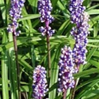 liriope_muscari_GM_R2.jpg