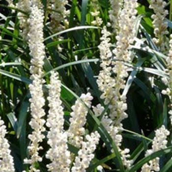 liriope_muscari_monroe_white_GM_R2.jpg