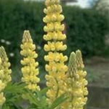 lupinus_hybridus_kronleuchter_GM_R2.jpg