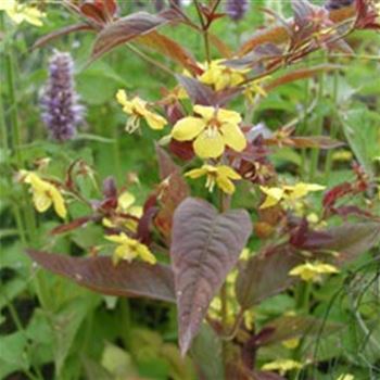 lysimachia_ciliata_firecracker_GM_Q1.jpg