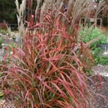 miscanthus_sinensis_ghana_GM_R2.jpg