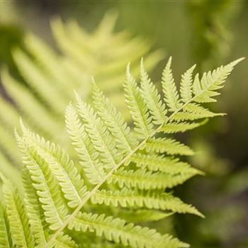 Dryopteris affinis