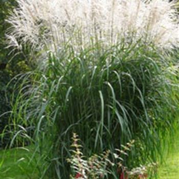 miscanthus_sinensis_grosse_fontaene_GM_R2.jpg