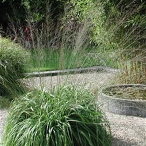 Molinia arundinacea 'Transparent'