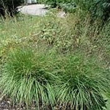 Molinia_caerulea_Edith_Dudszus_GM_Q1.jpg