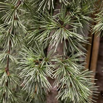 Cedrus atlantica 'Glauca Pendula'