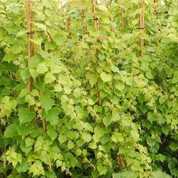 Parthenocissus_tricuspidata_Green_Spring_GR_R1.jpg