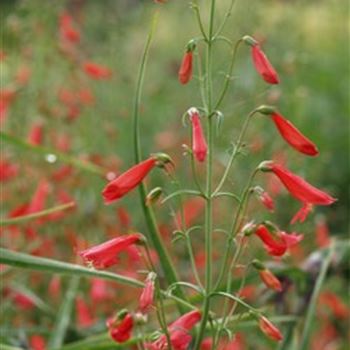 penstemon_barbatus_coccineus_GM_R2.jpg