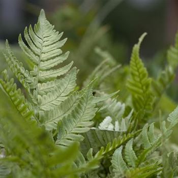 Dryopteris erythrosora