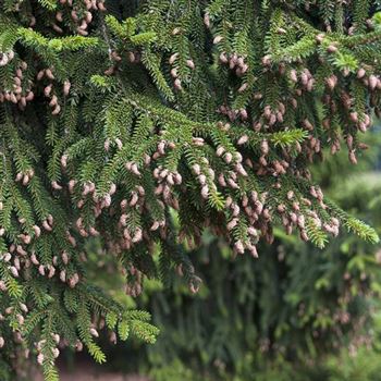 Picea_orientalis_2006_3800_q.jpg