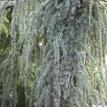 Cedrus atlantica 'Glauca Pendula'