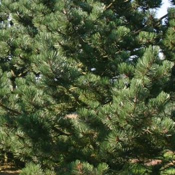 Pinus_nigra_Select_Detail.jpg