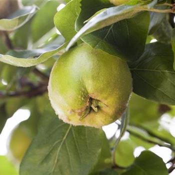 Cydonia oblonga 'Konstantinopeler Apfelquitte'