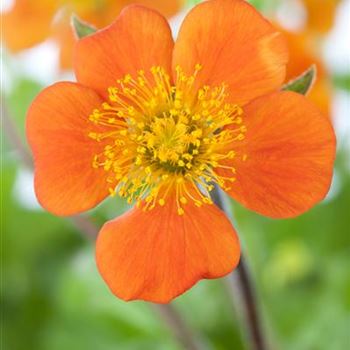 Geum coccineum 'Borisii'