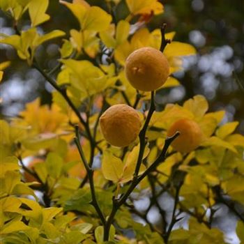 Poncirus_trifoliata_Herbst_1.JPG