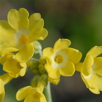 primula_auricula_GM_Q1.jpg