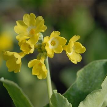 primula_auricula_GM_R2.jpg