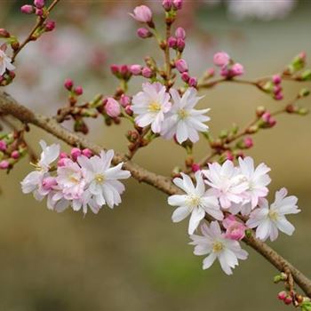 Prunus_subhirtella_Autumnalis_2008_0573.jpg