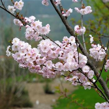 Prunus_subhirtella_Autumnalis_HRM0619.jpg