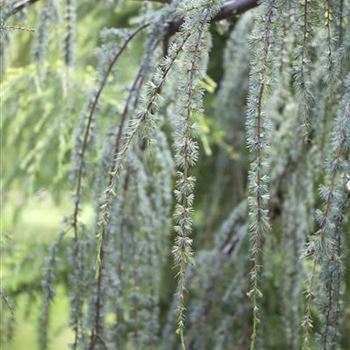 Cedrus atlantica 'Glauca Pendula'