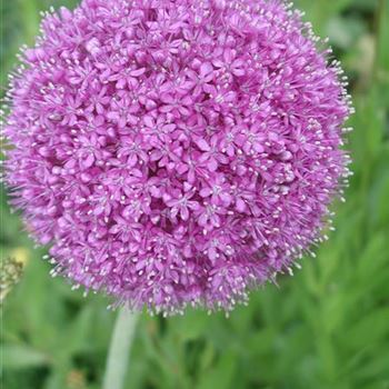 allium_giganteum_GM_R2.jpg