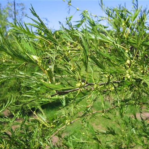 Alnus glutinosa 'Imperialis'