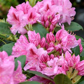 Rhododendron_Constanze_2013_0829.jpg