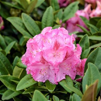 Rhododendron_Constanze_2013_0828.jpg