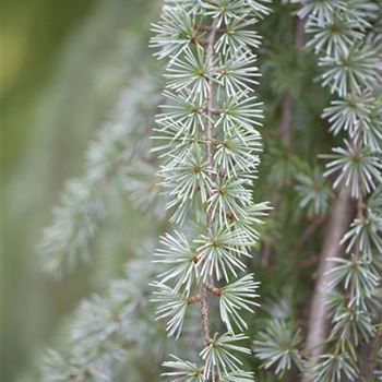 Cedrus atlantica 'Glauca Pendula'