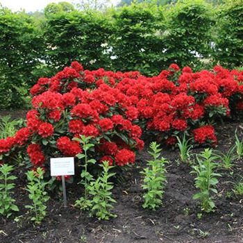 Rhododendron_'Eva_Luise_Koehler'_Sol_Bluete_2_G_Rhod_park_28_05_08_24130.jpg