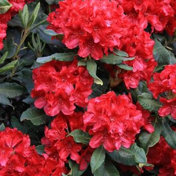 Rhododendron_'Eva_Luise_Koehler'_Bluete_G_Rhod_park_28_05_08_24129.jpg