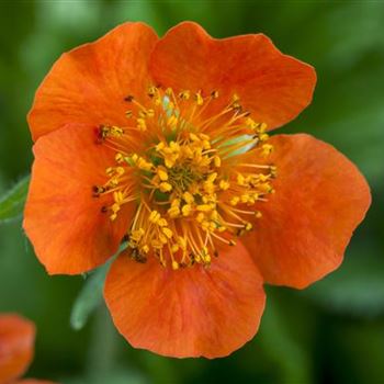 Geum coccineum 'Borisii'