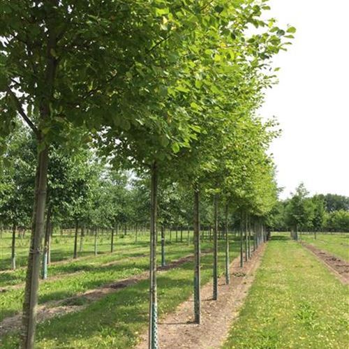 Alnus incana 'Aurea'