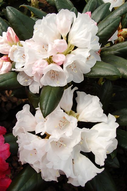 Rhododendron 'Hydon Velvet' von Bruns Pflanzen