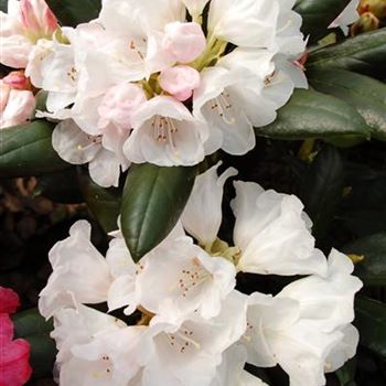 Rhododendron_Hydon_Velvet_1.JPG