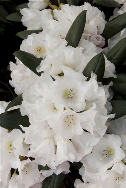 Rhododendron 'Hydon Velvet' von Bruns Pflanzen