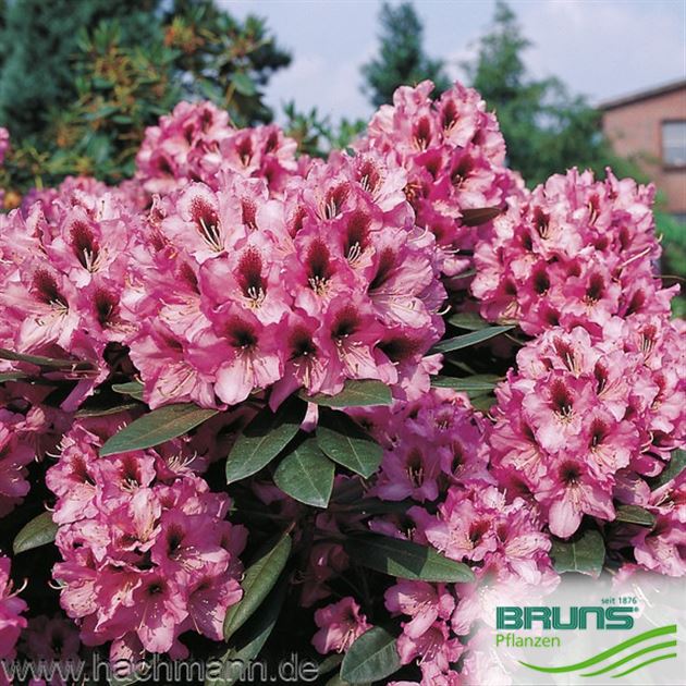 Rhododendron 'Kokardia' (R) von Bruns Pflanzen