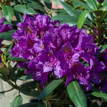 Rhododendron_Marcel_Menard_2010_2625.jpg