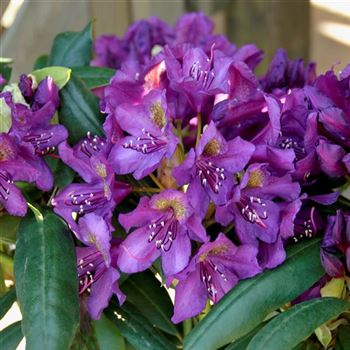 Rhododendron_Marcel_Menard_2010_2626.jpg