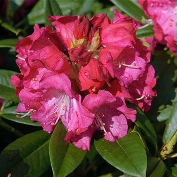 Rhododendron_Berliner_Liebe_2006_1235_Q.jpg