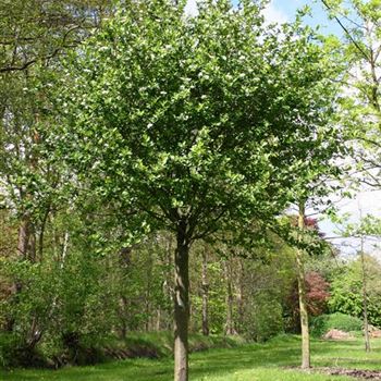 AME_Sol_baum_5xv_200-300x45-50_R_J_HE372_2_09_04_05_472.jpg