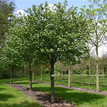 AME_Sol_baum_5xv_200-300x45-50_R_J_HE372_09_04_05_473.jpg