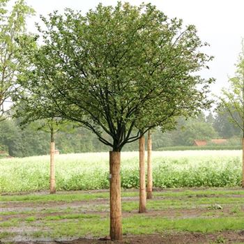AME_Sol_baum_5xv_STU45-50_Kr_br200-300_R_J_HE371_18_08_06_12922.jpg
