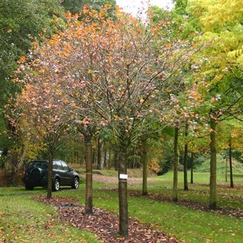 AME_Sol_baum_6xv_200-300x50-60_R_J_HE372_21_10_05_5525.jpg