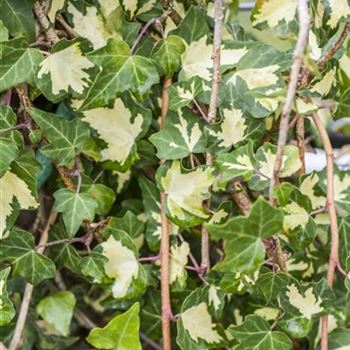 Hedera helix 'Goldheart'