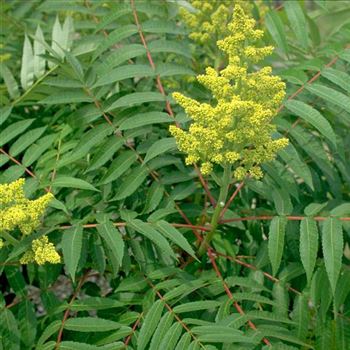 Rhus_glabra_1998_3951.jpg