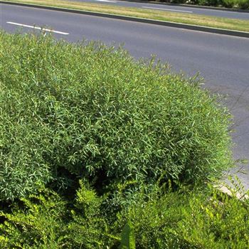 Salix_purpurea_Nana_1999_3063.jpg