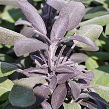 Salvia_officinalis_Purpurascens_GM_Q1.jpg