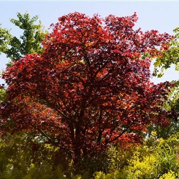 Acer palmatum 'Atropurpureum'