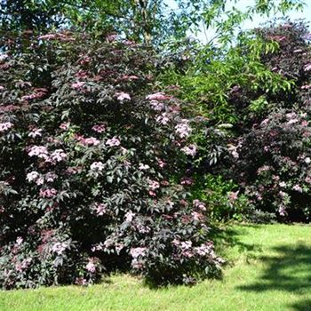 Sambucus_nigra_Black_Beauty_2.JPG